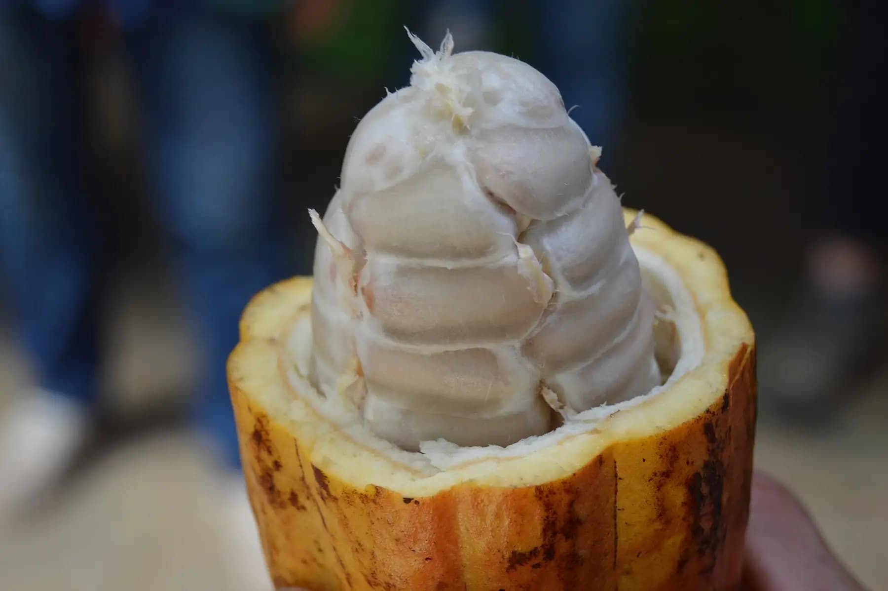 Mazorca de cacao abierta con sus semillas